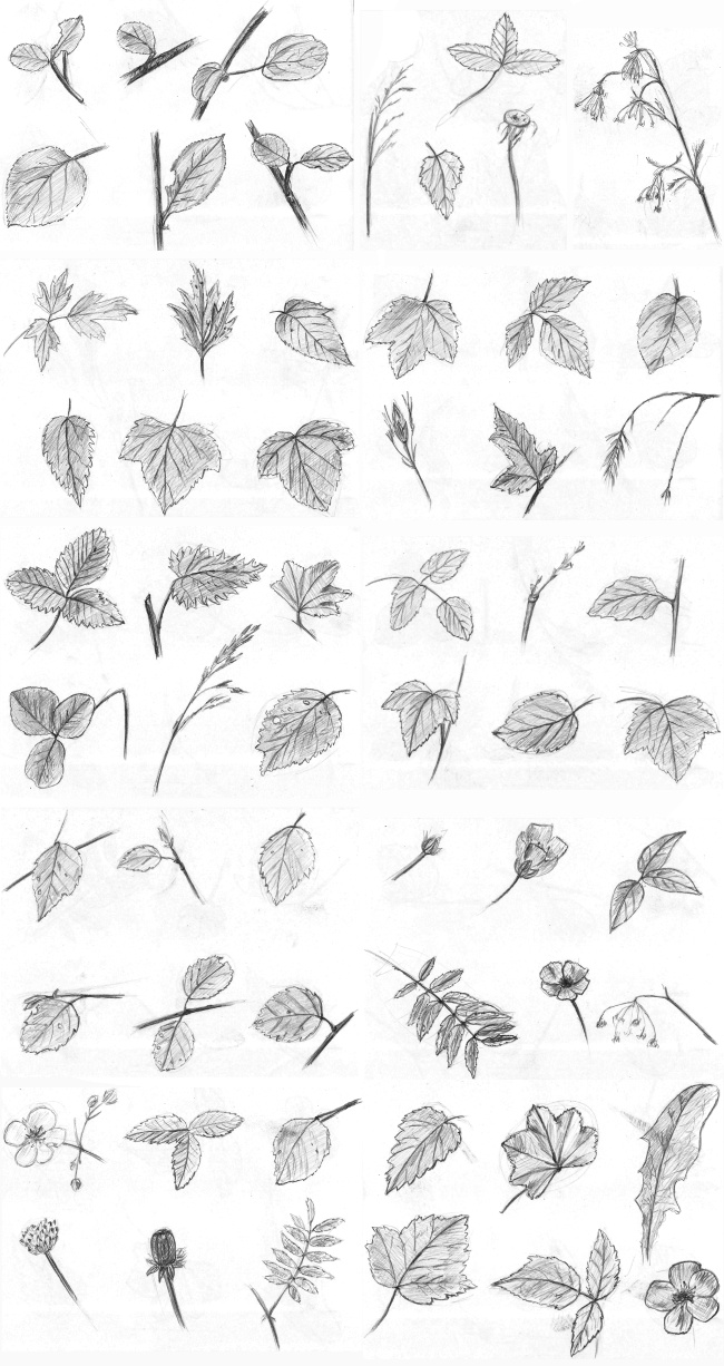 Рисунки веток и листьев