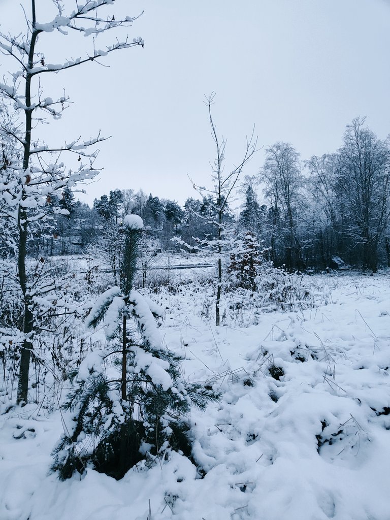 лен. область зимой
