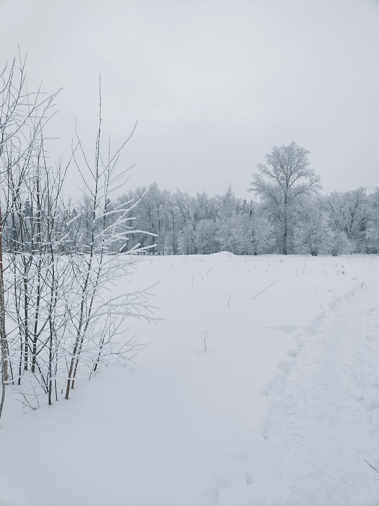 Зима, поле