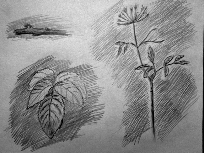 Быстрые наброски карандашом растений
